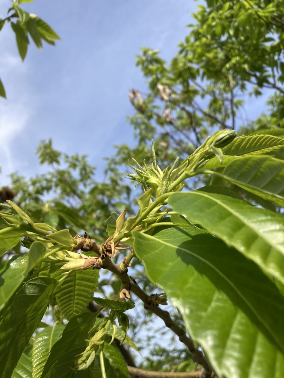 栗の葉が青々とし始めました お菓子の福田屋 お中元 お歳暮 プレゼントに 熊本県産和栗庵 栗千里はこちら