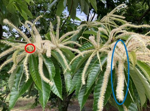 栗の花が咲きました お菓子の福田屋 お中元 お歳暮 プレゼントに 熊本県産和栗庵 栗好き 栗千里はこちら